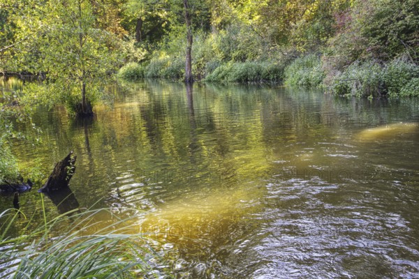 A small river surrounded by lush vegetation and golden sunlight