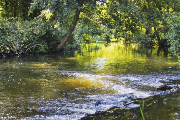 A calm river with rapids, surrounded by trees, flooded with sunlight