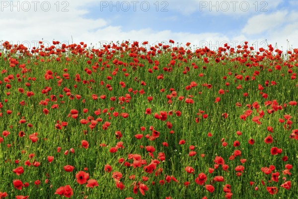 Corn poppy blossom, Eschershausen, Weserbergland, Holzminden, Lower Saxony, Germany