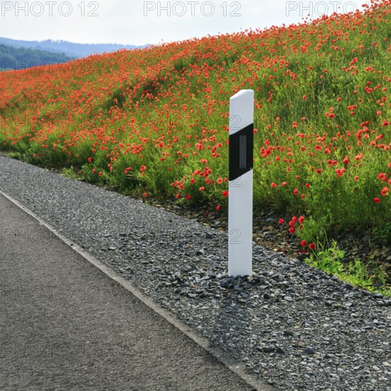Delineator post at the edge of the carriageway, poppy blossom, Eschershausen, Weserbergland, Holzminden, Lower Saxony, Germany