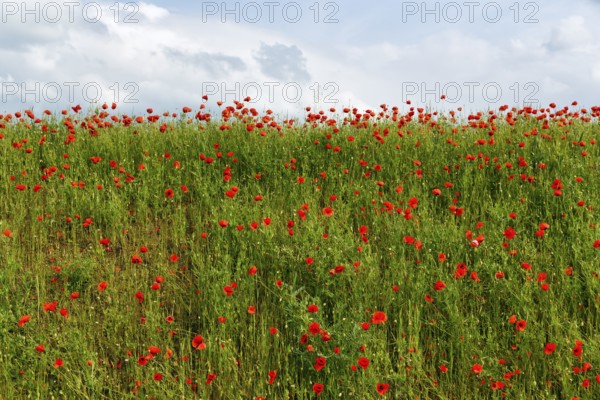 Corn poppy blossom, Eschershausen, Weserbergland, Holzminden, Lower Saxony, Germany