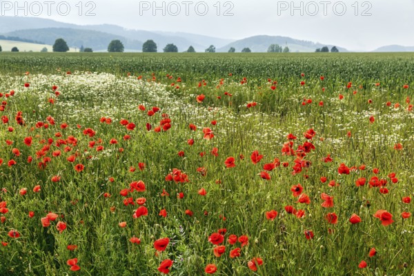 Corn poppy blossom, fields, hills on the horizon, Eschershausen, Weserbergland, Holzminden, Lower Saxony, Germany