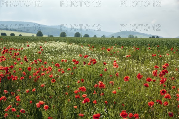 Corn poppy blossom, fields, hilly landscape, Eschershausen, Weserbergland, Holzminden, Lower Saxony, Germany