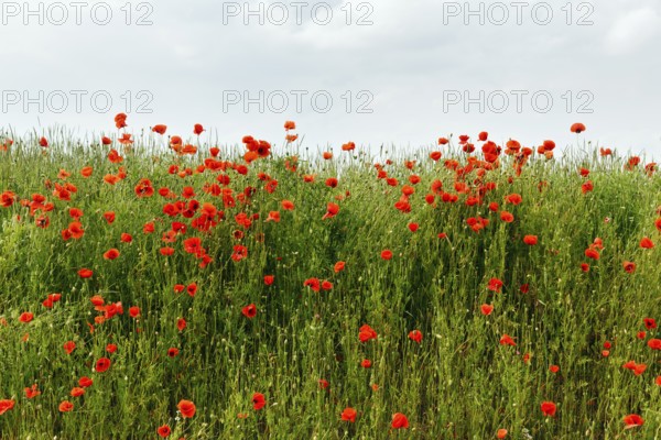 Corn poppy blossom, Eschershausen, Weserbergland, Holzminden, Lower Saxony, Germany