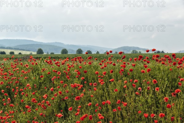 Corn poppy blossom, hilly landscape, Eschershausen, Weserbergland, Holzminden, Lower Saxony, Germany