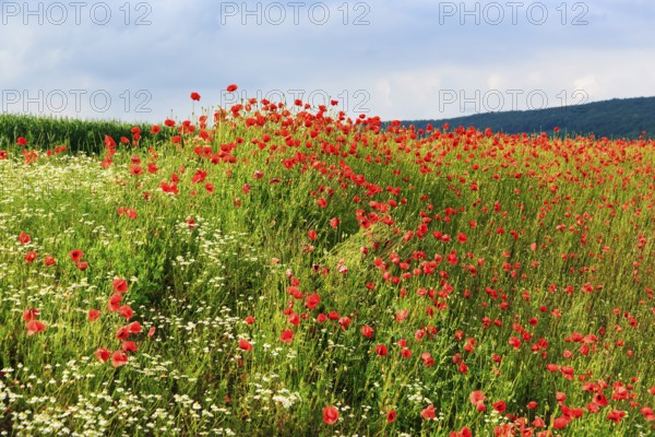Corn poppy blossom, Eschershausen, Weserbergland, Holzminden, Lower Saxony, Germany