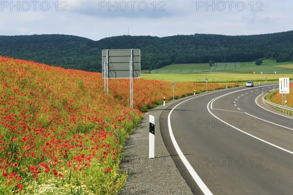 Empty federal road B 240, little car traffic, poppy blossom on the roadside, Eschershausen, Weserbergland, Holzminden, Lower Saxony, Germany