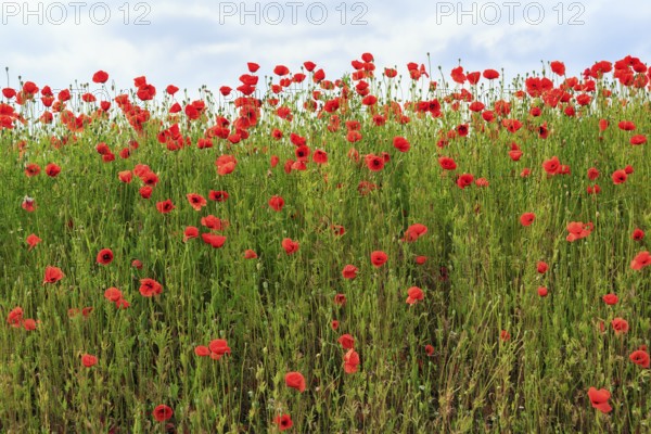Corn poppy blossom, Eschershausen, Weserbergland, Holzminden, Lower Saxony, Germany