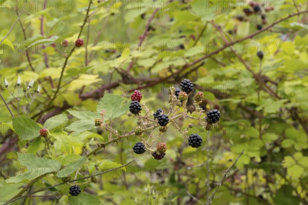 Blackberries (Rubus sect. Rubus) on a blackberry bush, North Rhine-Westphalia, Germany