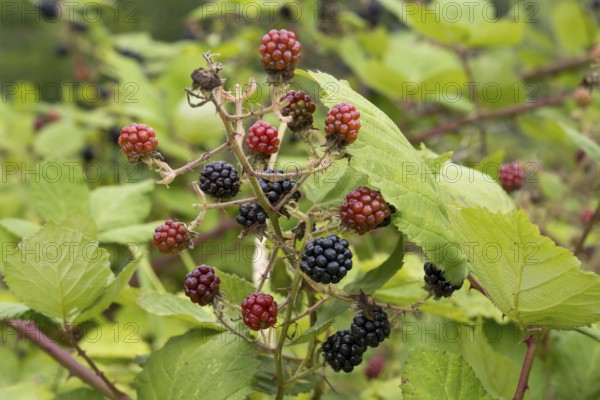 Blackberries (Rubus sect. Rubus) on a blackberry bush, North Rhine-Westphalia, Germany