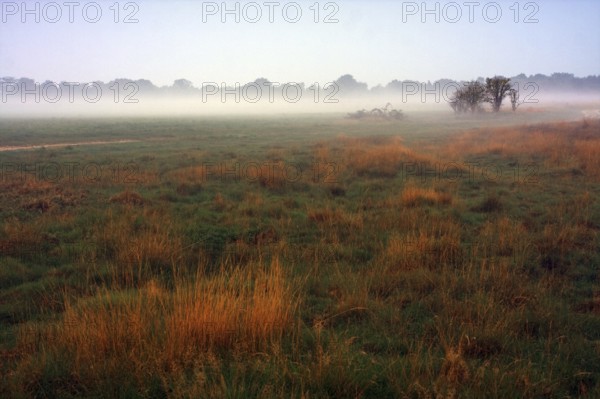 Foggy meadow, Egelsberg nature reserve at dawn with scattered trees and orange-coloured grass, Krefeld