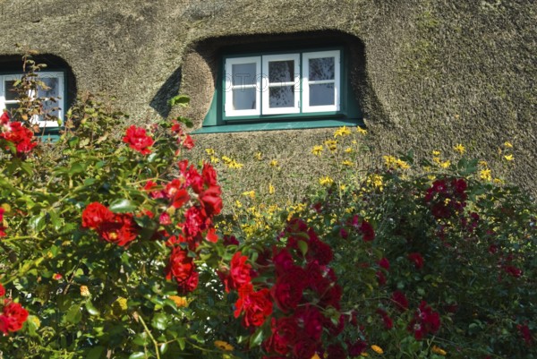 Typical Frisian houses in the village of fog on the North Frisian island of Amrum, Amrum, fog, North Frisia, Germany