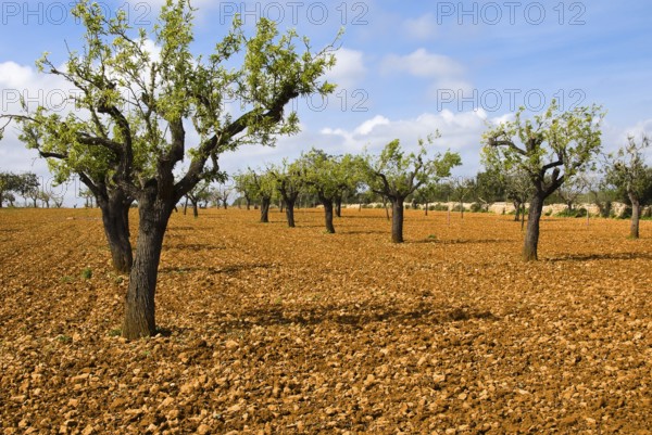 Majorca- Fruit tree field near Lucmajor, Majorca, Lucmajor, Majorca, Spain
