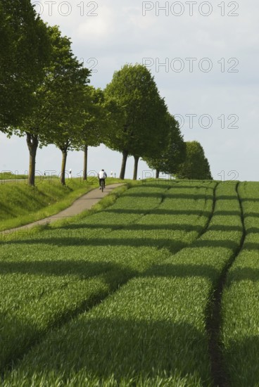 Rape blossom in Lower Saxony, Schmarrie, Schmarrie district of Schaumburg, Lower Saxony, Germany