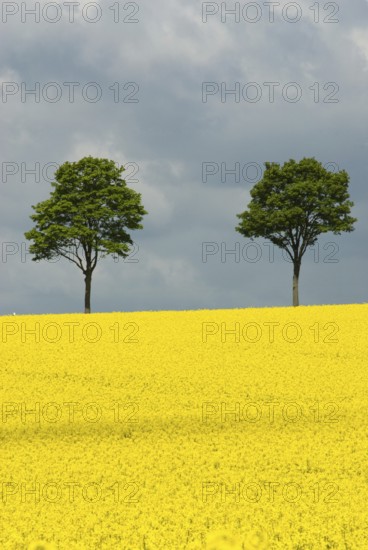 Rape blossom in Lower Saxony, Imbshausen, Imbshausen district of Northeim, Lower Saxony, Germany