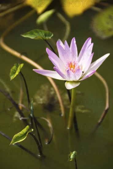 Lotus blossoms, Chiang Mai, Chiang Mai, Chiang Mai, Thailand
