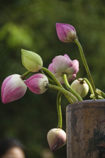 Lotus flowers, Chiang Mai, Chiang Mai, Chiang Mai, Thailand
