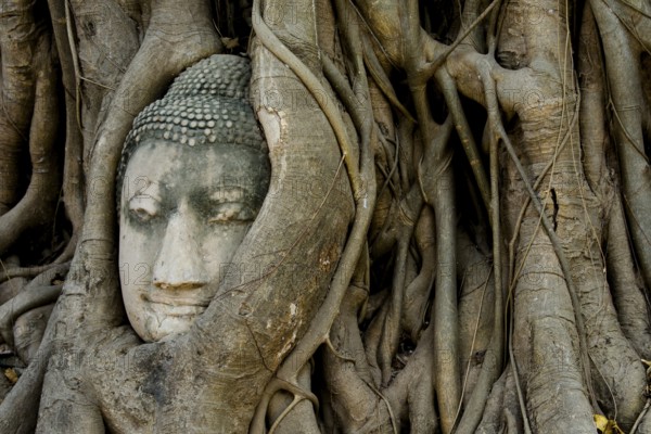 Buddha head entwined by tree roots in the historical park of Ayutthaya, Ayutthaya, Ayutthaya, Thailand, Thailand
