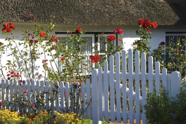 Typical Frisian houses in the village of fog on the North Frisian island of Amrum, Amrum, fog, North Frisia, Germany