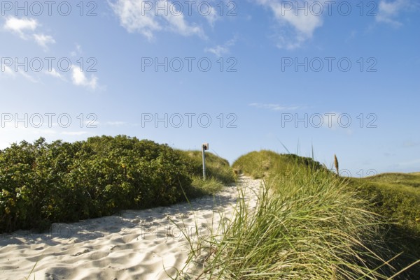 Dune landscape in front of a blue sky on the beach of Norddorf on the North Frisian island of Amrum, Amrum, Norddorf, North Frisia, Germany