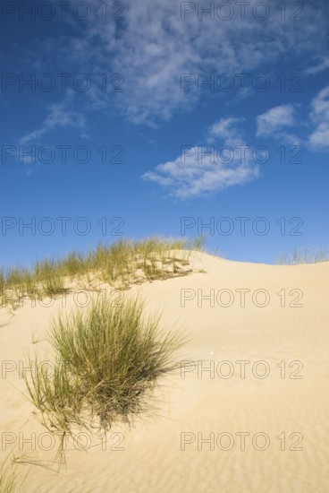 Dune landscape in front of a blue sky on the beach of Norddorf on the North Frisian island of Amrum, Amrum, Norddorf, North Frisia, Germany