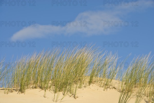 Dune landscape in front of a blue sky on the beach of Norddorf on the North Frisian island of Amrum, Amrum, Norddorf, North Frisia, Germany