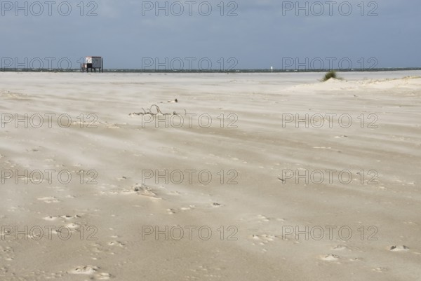 A strong storm whistles across the desert-like western beach of the North Frisian island of Amrum, Amrum, Norddorf, North Frisia, Germany