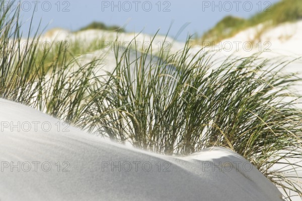 Dune landscape in front of a blue sky on the beach of Norddorf on the North Frisian island of Amrum, Amrum, Norddorf, North Frisia, Germany