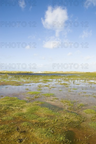 Water reservoir between the dunes of the North Frisian island of Amrum, Amrum, Norddorf, North Frisia, Germany