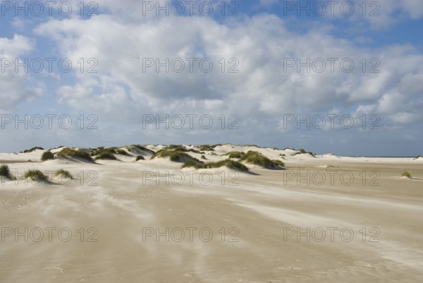 A strong storm whistles across the desert-like western beach of the North Frisian island of Amrum, Amrum, Norddorf, North Frisia, Germany