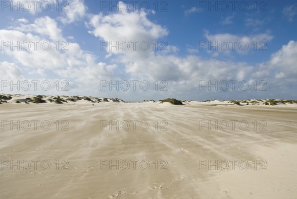 A strong storm whistles across the desert-like western beach of the North Frisian island of Amrum, Amrum, Norddorf, North Frisia, Germany