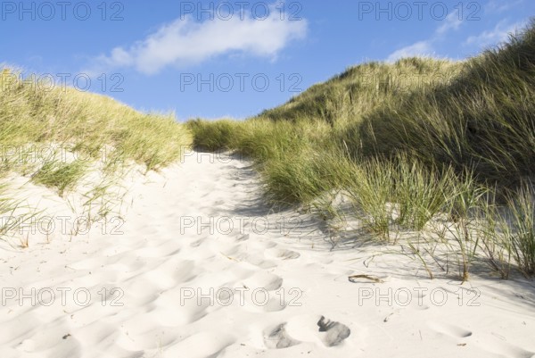 Dune landscape in front of a blue sky on the beach of Norddorf on the North Frisian island of Amrum, Amrum, Norddorf, North Frisia, Germany