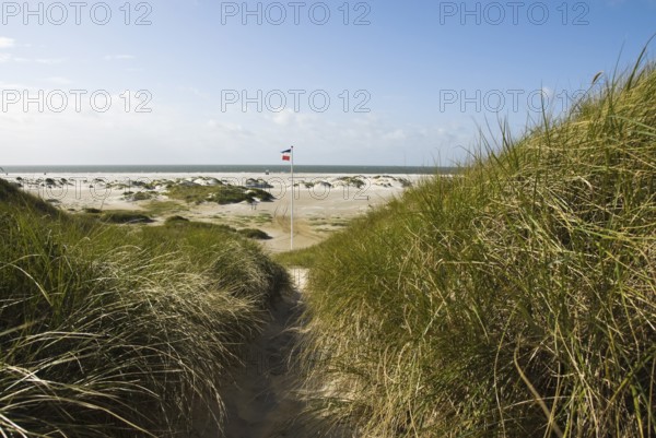 Dune landscape in front of a blue sky on the beach of Norddorf on the North Frisian island of Amrum, Amrum, Norddorf, North Frisia, Germany