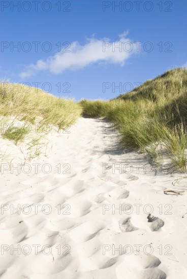 Dune landscape in front of a blue sky on the beach of Norddorf on the North Frisian island of Amrum, Amrum, Norddorf, North Frisia, Germany