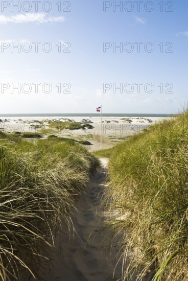 Dune landscape in front of a blue sky on the beach of Norddorf on the North Frisian island of Amrum, Amrum, Norddorf, North Frisia, Germany
