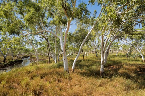 Tree vegetation along the Elizabeth Highway, Western Australia