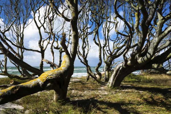 Creeping trees on the Baltic Sea beach near Prerow, Ruegen, Prerower Weststrand, Ruegen, Germany