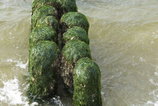Rows of posts covered with aquatic plants on the beach in the village of Norddorf on the North Frisian island of Amrum, Amrum, Norddorf, North Frisia, Germany