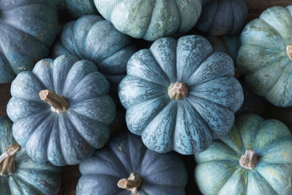 Muscat pumpkin, edible pumpkin, full-size, AI generated