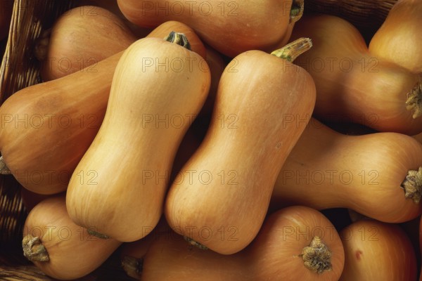 Butternut, pear pumpkin, edible pumpkin, full-size, AI generated