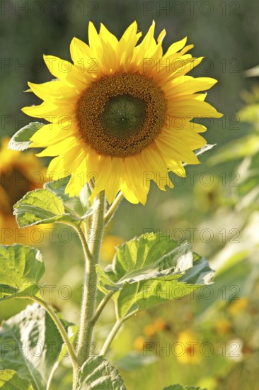 Sunflower (Helianthus annuus), flower with stem, stalk, plant, open field, East Frisia, Germany