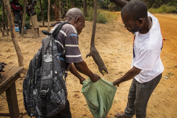 Poachers display captured pangolin or long-tailed pangolin or black-bellied pangolin (Phataginus tetradactyla) at street market near Dondo, Bengo Province, Angola