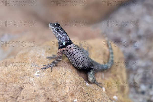 McDougall's spiny iguana (Sceloporus macdougalli), adult, rocks. alert, Mexico, North America