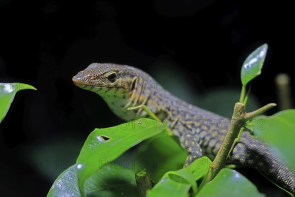 Mitchell's water monitor (Varanus mitchelli), adult, on shrub, foraging, Australia