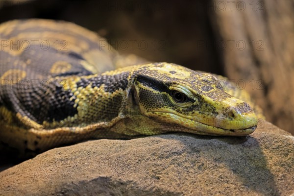 Mindanao banded monitor lizard (Varanus cumingi), adult, portrait, resting, rock, Philippines, Asia, captive