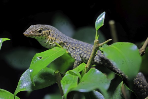 Mitchell's water monitor (Varanus mitchelli), adult, on shrub, foraging, Australia