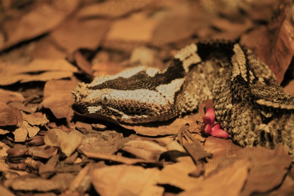Rhinoceros viper (Bitis nasicornis), adult, foraging, vigilant, ground, West Africa, Africa, captive