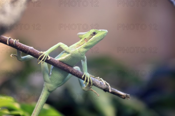 Eastern crowned basilisk (Laemanctus longipes), adult, perch, vigilant, foraging, Central America, captive