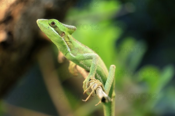 Eastern crowned basilisk (Laemanctus longipes), adult, perch, vigilant, foraging, Central America, captive