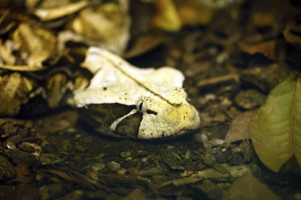 Eastern Gabon viper (Bitis gabonica), adult, portrait, alert, ground, foraging, Gabon, Africa, captive